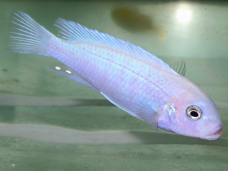 Maylandia callainos 'Ruarwe'